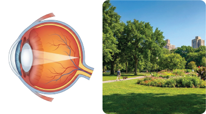 Normal lens cross-section and clear park scene
